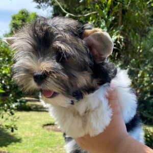 CLAROS DEL BOSQUE BALÚ. CACHORRO MACHO BIEWER TERRIER (YORKY TRICOLOR). REGISTRADO