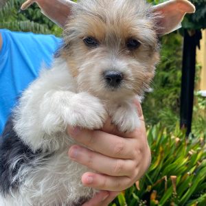 GONZALVA DE PERRULUL GRAPPO. CACHORRO MACHO BIEWER TERRIER (YORKY TRICOLOR). REGISTRADO.