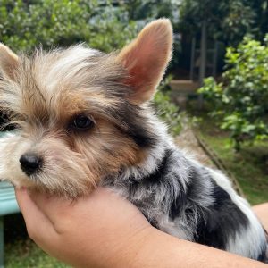 GONZALVA DE PERRULUL TUTTO. CACHORRO MACHO BIEWER TERRIER (YORKY TRICOLOR). REGISTRADO.