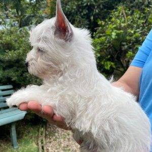 GONZALVA DE PERRULUL BOLT. CACHORRO MACHO WESTHIGHLAND WHITE TERRIER (WESTY). "A"