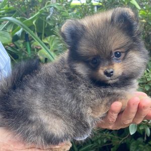GONZALVA DE PERRULUL DUSTY. CACHORRA HEMBRA SPITZ ALEMAN ENANO (POMERANIAN). PEDIGREE "A"