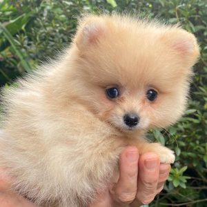 GONZALVA DE PERRULUL GRACIA. CACHORRA HEMBRA SPITZ ALEMAN ENANO (POMERANIAN). REGISTRADA "A".