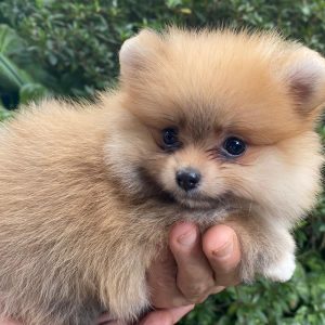 GONZALVA DE PERRULUL NENA. CACHORRA HEMBRA SPITZ ALEMAN ENANO (POMERANIA). REGISTRADA "A"