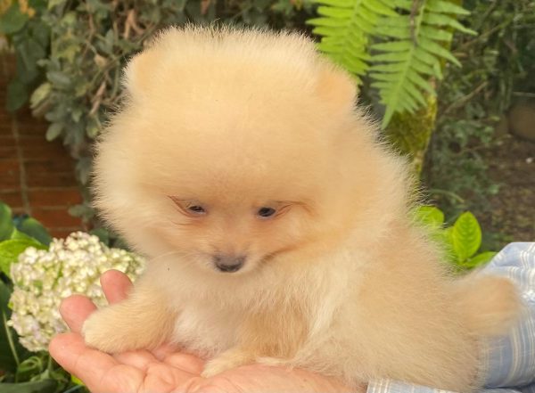 GONZALVA DE PERRULUL RITTO. CACHORRO MACHO SPITZ ALEMAN ENANO (POMERANIAN).  SIN REGISTRO - Imagen 2