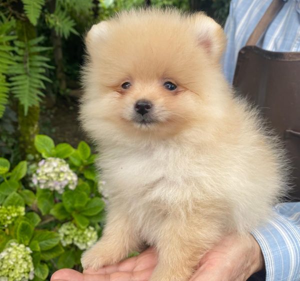 GONZALVA DE PERRULUL RITTO. CACHORRO MACHO SPITZ ALEMAN ENANO (POMERANIAN).  SIN REGISTRO - Imagen 4