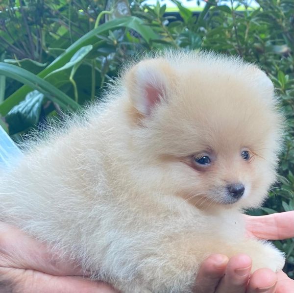 GONZALVA DE PERRULUL RITTO. CACHORRO MACHO SPITZ ALEMAN ENANO (POMERANIAN).  SIN REGISTRO - Imagen 5