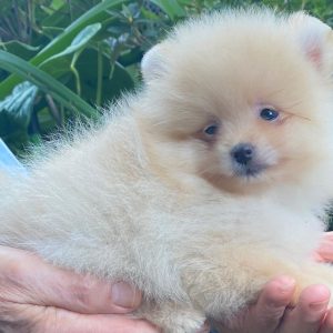 GONZALVA DE PERRULUL RITTO. CACHORRO MACHO SPITZ ALEMAN ENANO (POMERANIAN).  SIN REGISTRO