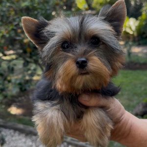 GONZALVA DE PERRULUL SAMBA.  CACHORRA YORKSHIRE TERRIER (YORKY ) "A". REGISTRADA
