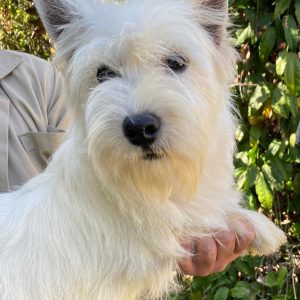 GONZALVA DE PERRULUL LIRA. WEST HIGHLAND WHITE TERRIER (WESTY). HEMBRA REPRODUCTORA.