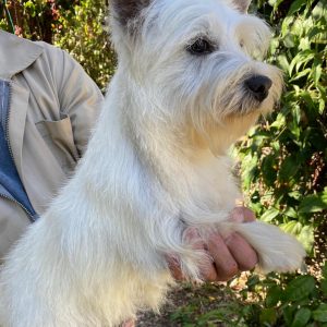 GONZALVA DE PERRULUL LUNA. WESTHIGHLAND WHITE TERRIER (WESTY) HEMBRA.