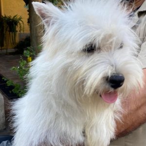 GONZALVA DE PERRULUL PERLA. WEST HIGHLAND WHITE TERRIER (WESTY). HEMBRA REPRODUCTORA