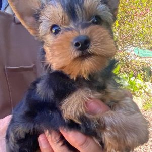 GONZALVA DE PERRULUL PHANTOM. CACHORRO MACHO YORKSHIRE TERRIER (YORKY) "A"