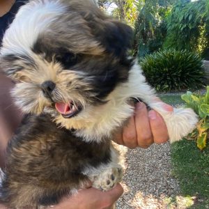 GONZALVA DE PERRULUL REX.  CACHORRO SHIHTZU MACHO PEDIGREE "A"