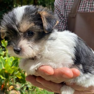 GONZALVA DE PERRULUL ARIA.  CACHORRA BIEWER TERRIER HEMBRA REGISTRADA.