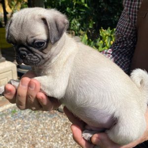 GONZALVA DE PERRULUL BONGO.  PUG O CARLINO CACHORRO MACHO PEDIGREE "A".