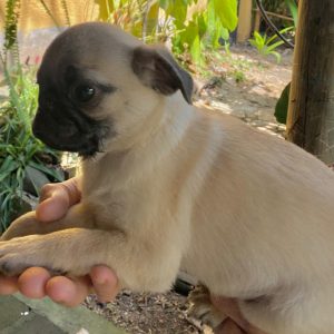 GONZALVA DE PERRULUL BONNA.  CACHORRA PUG O CARLINO PEDIGREE "A".