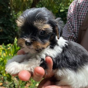 GONZALVA DE PERRULUL BONY.  CACHORRA BIEWER TERRIER HEMBRA. CON REGISTRO