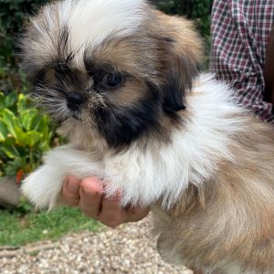 GONZALVA DE PERRULUL CHATO.  CACHORRO MACHO SHIHTZU PEDIGREE "A"