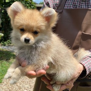 GONZALVA DE PERRULUL CHULO. SPITZ ALEMÁN ENANO (POMERANIAN). CACHORRO MACHO PEDIGREE "A"