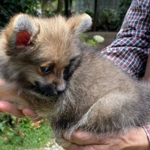 GONZALVA DE PERRULUL CUENCA.  CACHORRA SPITZ ALEMÁN ENANO (POMERANIAN) . PEDIGREE "A"