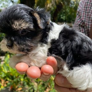 GONZALVA DE PERRULUL NALA.  CACHORRA BIEWER TERRIER.  CON PEDIGREE.