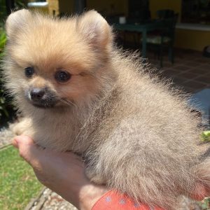 KAITO DE SOLSETT.  SPITZ ALEMAN ENANO (POMERANIAN). CACHORRA PEDIGREE "A".