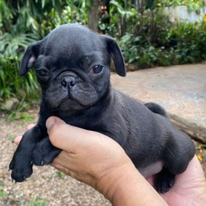 GONZALVA DE PERRULUL KUNNA.  CACHORRA HEMBRA PUG O CARLINO PEDIGREE "A"