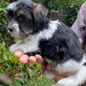 GONZALVA DE PERRULUL MAMI.  CACHORRA BIEWER TERRIER. CON REGISTRO.