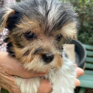 GONZALVA DE PERRULUL MIMI.  CACHORRA HEMBRA BIEWER TERRIER.  CON PEDIGREE.