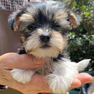 GONZALVA DE PERRULUL MONA.  CACHORRA BIEWER TERRIER.  CON PEDIGREE.