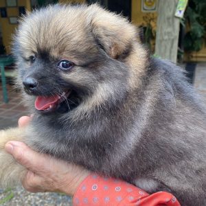 NAOMI AURA NOBLE. SPITZ ALEMÁN ENANO (POMERANIAN). CACHORRA PEDIGREE "A".