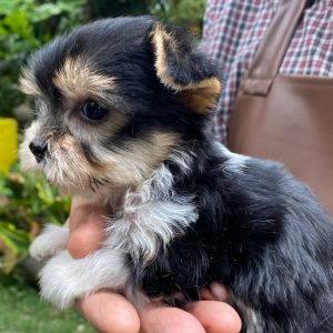 GONZALVA DE PERRULUL NESS. CACHORRO BIEWER TERRIER MACHO REGISTRADO.