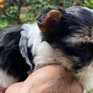 GONZALVA DE PERRULUL PIPO.  BIEWER TERRIER MACHO. CON PEDIGREE.