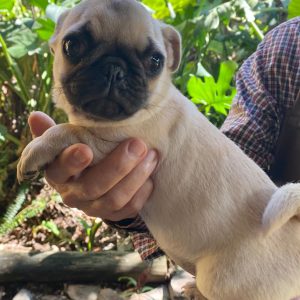 GONZALVA DE PERRULUL REMMA.  CACHORRA HEMBRA PUG O CARLINO PEDIGREE "A".
