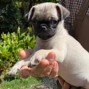 GONZALVA DE PERRULUL LINA.  CACHORRA PUG O CARLINO.  PEDIGREE "A".