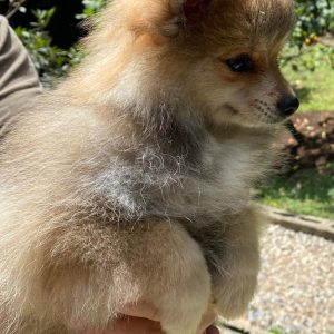 GONZALVA DE PERRULUL RIMMA.  SPITZ ALEMAN ENANO (POMERANIAN). CACHORRA PEDIGREE "A"