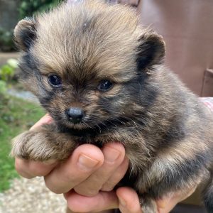 GONZALVA DE PERRULUL RITTO. CACHORRO SPITZ ALEMÁN ENANO (POMERANIAN). PEDIGREE "A".