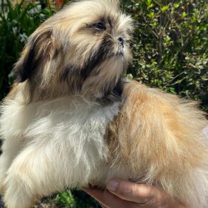 GONZALVA DE PERRULUL CHATO.  CACHORRO MACHO SHIHTZU PEDIGREE "A"