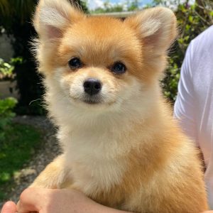 GONZALVA DE PERRULUL CHULO. SPITZ ALEMÁN ENANO (POMERANIAN). CACHORRO MACHO PEDIGREE "A"