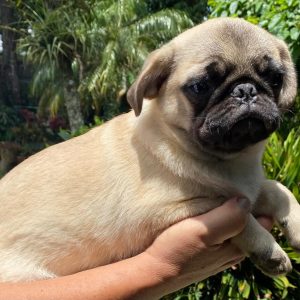 GONZALVA DE PERRULUL RICCO.  CACHORRO MACHO PUG (CARLINO). PEDIGREE "A".