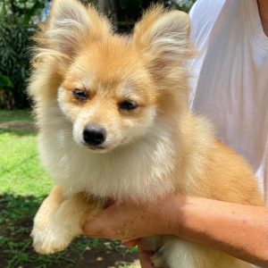 GONZALVA DE PERRULUL RIMMA.  SPITZ ALEMAN ENANO (POMERANIAN). CACHORRA PEDIGREE "A"