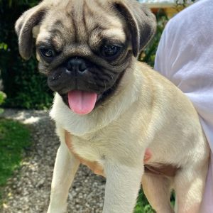 GONZALVA DE PERRULUL LINA.  CACHORRA PUG O CARLINO.  PEDIGREE "A".
