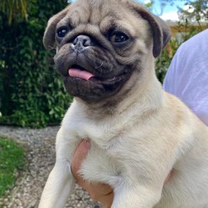 GONZALVA DE PERRULUL BONGO.  PUG O CARLINO CACHORRO MACHO PEDIGREE "A".