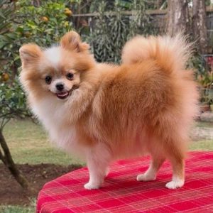 CLAROS DEL BOSQUE BRANDY. SPITZ ALEMÁN ENANO (POMERANIAN).  HEMBRA "A"