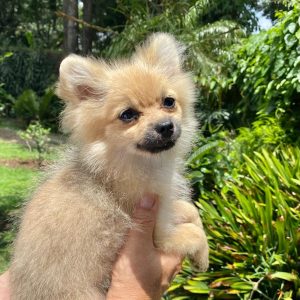 KAITO DE SOLSETT.  SPITZ ALEMAN ENANO (POMERANIAN). CACHORRA PEDIGREE "A".