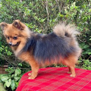 GONZALVA DE PERRULUL MOKKA. SPITZ ALEMÁN ENANO (POMERANIAN). HEMBRA "A"