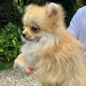 GONZALVA DE PERRULUL RONCCO.  CACHORRO SPITZ ALEMÁN ENANO (POMERANIAN). PEDIGREE "A"