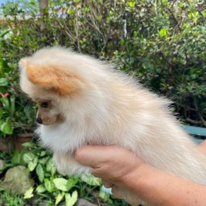 GONZALVA DE PERRULUL TRIXIE.  CACHORRA SPITZ ALEMÁN ENANO (POMERANIAN). PEDIGREE "A"