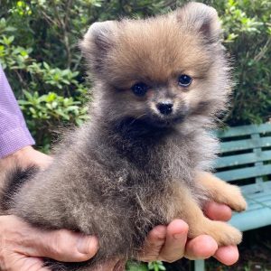 GONZALVA DE PERRULUL LAPO. CACHORRO SPITZ ALEMÁN ENANO (POMERANIAN). PEDIGREE "A".