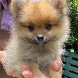 GONZALVA DE PERRULUL TRISTÁN. CACHORRO SPITZ ALEMÁN ENANO (POMERANIAN). PEDIGREE "A"